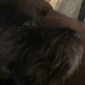 Meet your Posher, Dolores